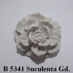 Suculenta Gd.