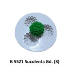 Suculenta Gd. (3)